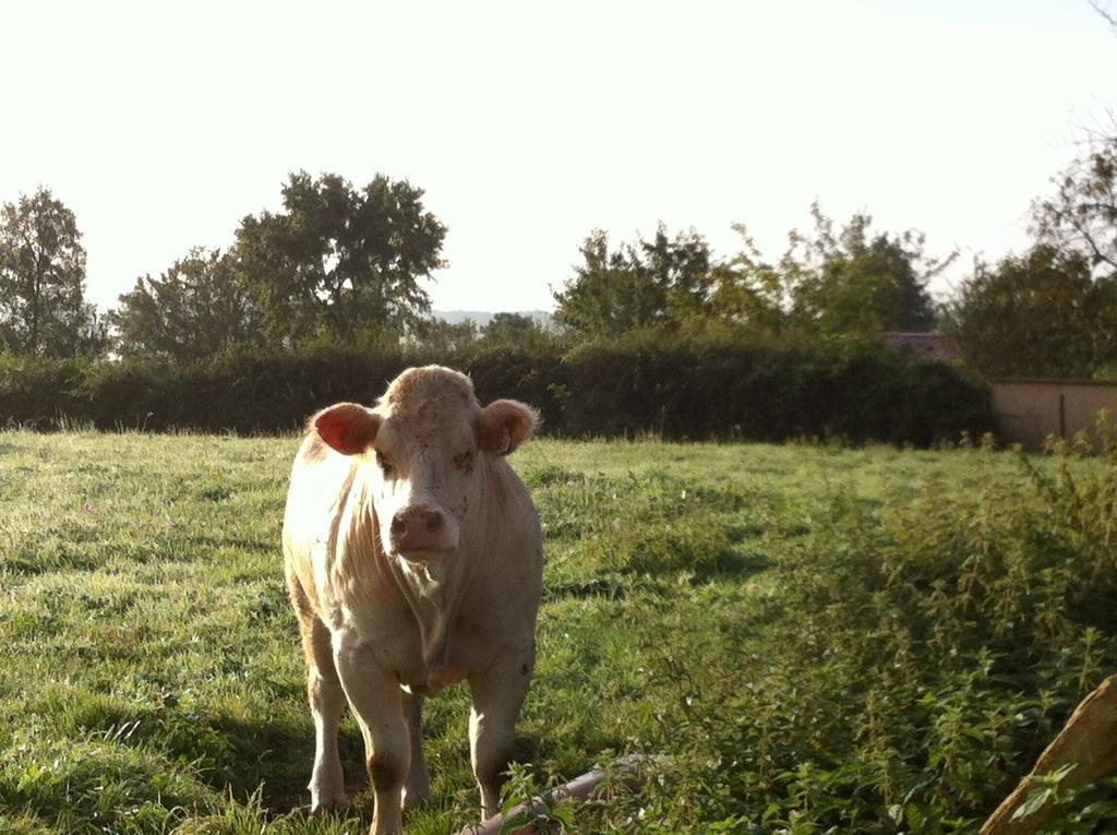 Bed and Breakfast Escale en Charolais Brionnais à Saint-Julien-de-Civry Extérieur photo